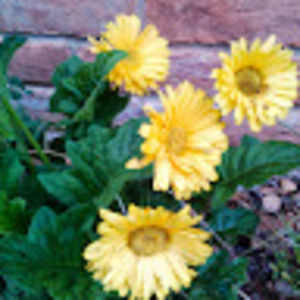 Meet your Posher, Becky